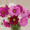 Cosmos