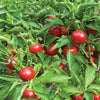 Hot Cherry Pepper