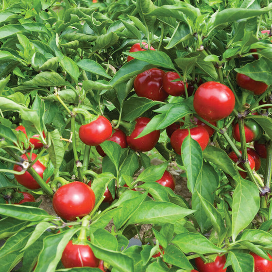 Hot Cherry Pepper