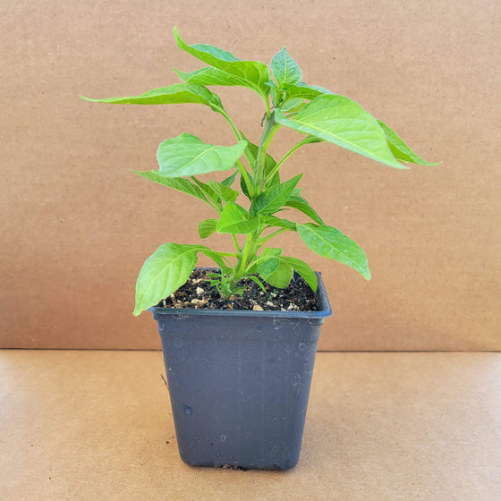 Red Bell Pepper