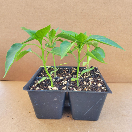 Hot Pepper Mixed Pack