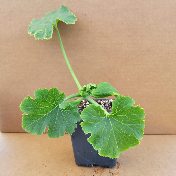 Spaghetti Squash