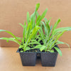Centauria / Cornflower