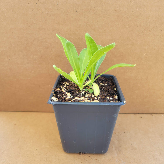 Calendula