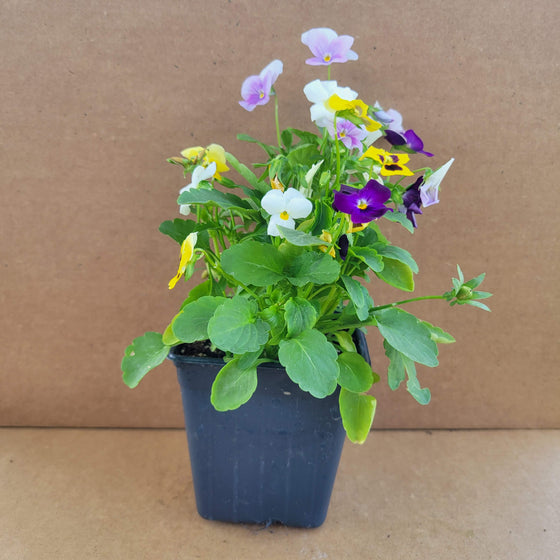 Viola / Pansy
