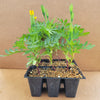 Marigold