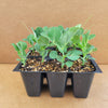 Snow Peas