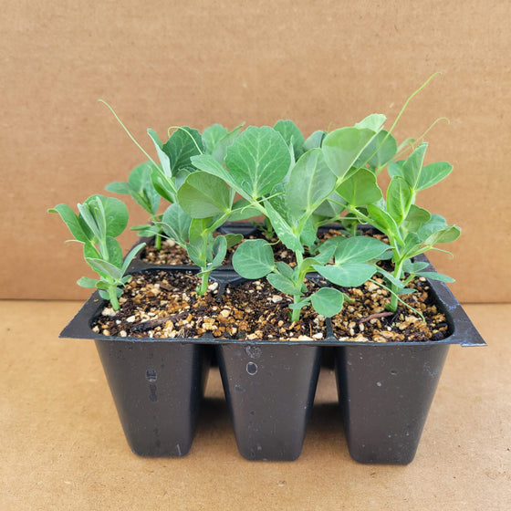 Snow Peas