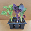 Kale - Mixed Pack