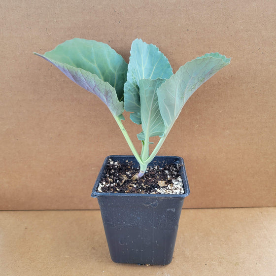 Cauliflower