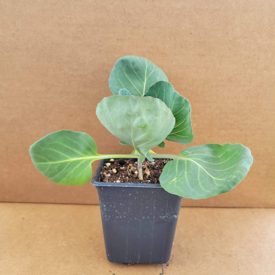 Green Cabbage