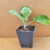 Brussels Sprouts