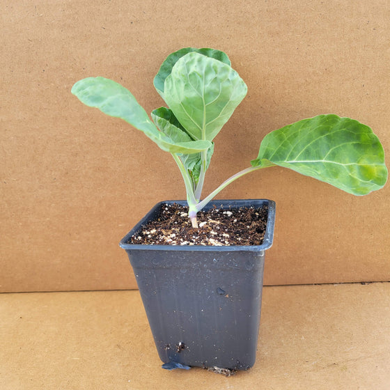 Brussels Sprouts