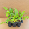 Beets Mixed Pack