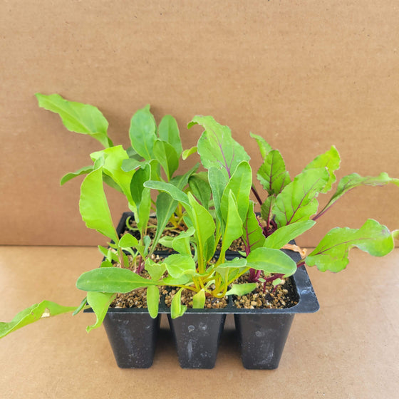 Beets Mixed Pack
