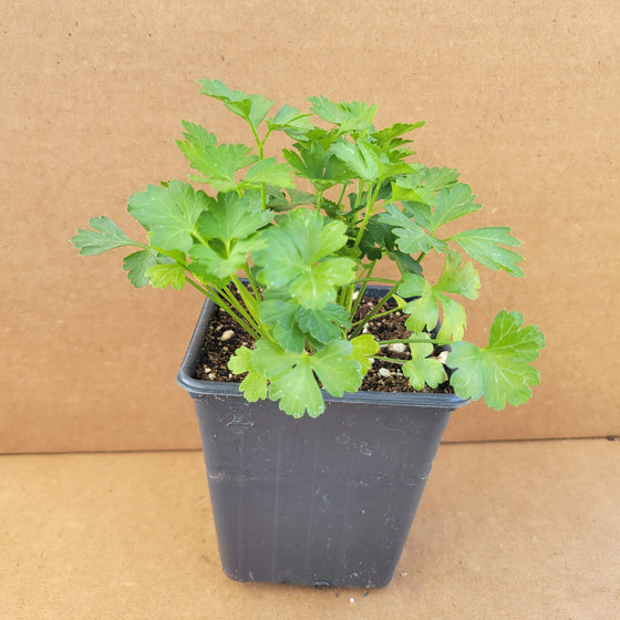 Flat Parsley