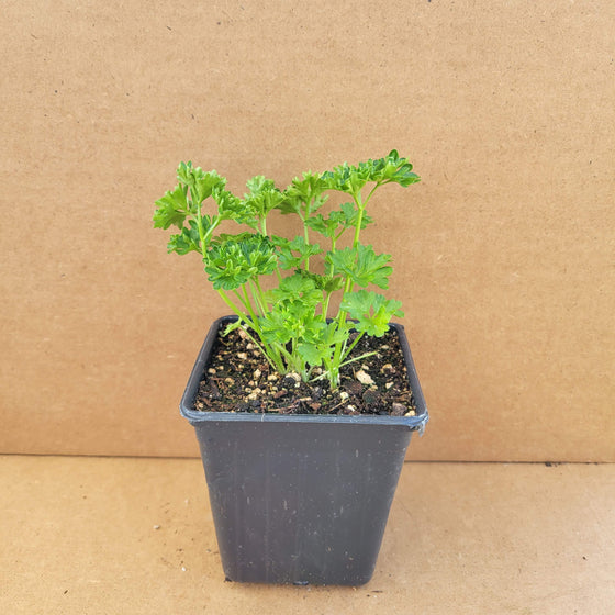Curly Parsley