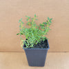 Thyme