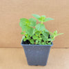 Greek Oregano
