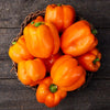 Orange Bell Pepper