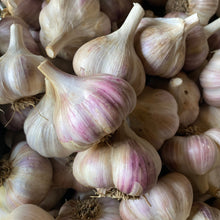  Organic Culinary Garlic- Red Russian