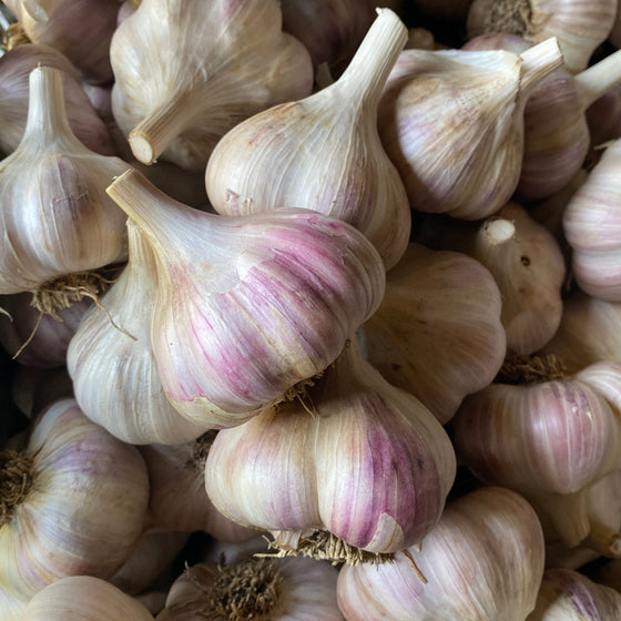 Organic Culinary Garlic- Red Russian