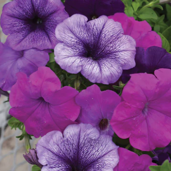 Petunia