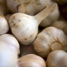  Organic Culinary Garlic- Ivan