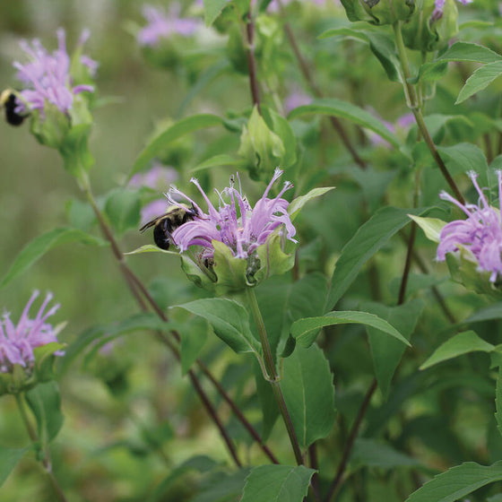 Bee Balm (Wild Bergamot)