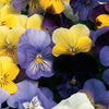 Viola / Pansy