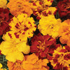 Marigold