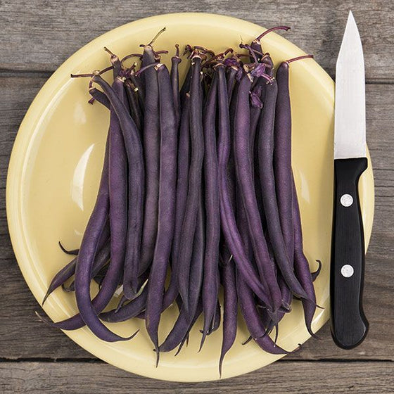 Purple Bush Bean