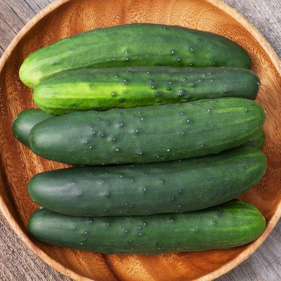 Field Cucumber