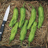 Shishito Pepper