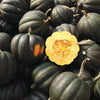 Acorn Squash