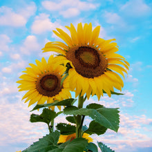  Sunflower- Regular