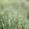 Thyme