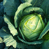 Green Cabbage