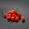 Habanero Pepper