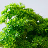 Curly Parsley