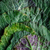 Kale - Mixed Pack