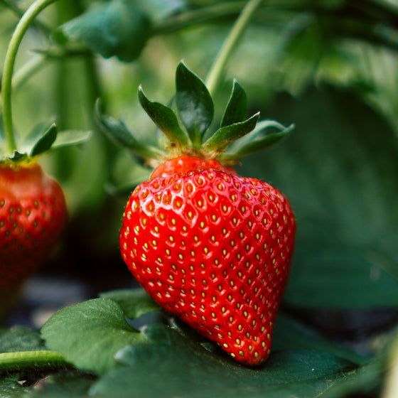 Ever-Bearing Strawberry