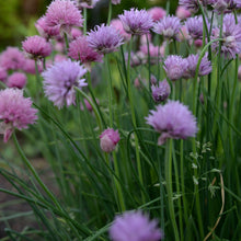  Chives