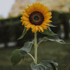 Sunflower- Dwarf
