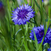 Centauria / Cornflower