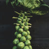 Brussels Sprouts