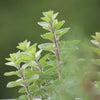 Greek Oregano