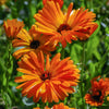 Calendula